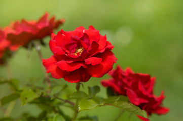Large Flowered dark red Climbing Rose 'Fugue' (Meilland, 1958), close up , selective focus..Concept: rose passion, garden hobby, gardening, garden blog, botanica, roses lovers..