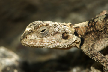 Portrait Agama lizard Stellagama stellio displaying on rock