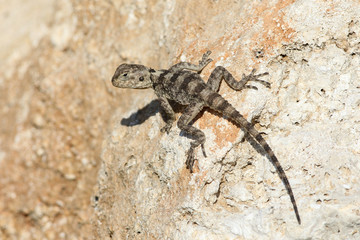 Young Painted dragon Stellagama stellio displaying on rock