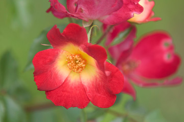 Climbing shrub Floribunda red Rose 'Cocktail' closeup , selective focus..Concept: rose passion, garden hobby, gardening, garden blog, botanica, roses lovers
