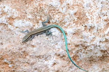 Anatolian rock lizard ,Anatololacerta oertzeni displaying on rock
