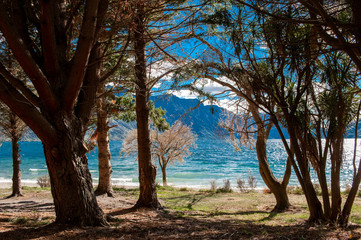 tree along the lake Wakatipu, South Island, New Zealand