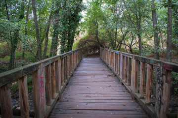 wooden walkway through in deep rain forest