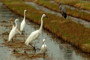 Ardea alba in nature background, heron, bittern, egret