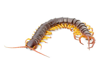Image of centipedes or chilopoda isolated on white background. Animal. Poisonous animals.
