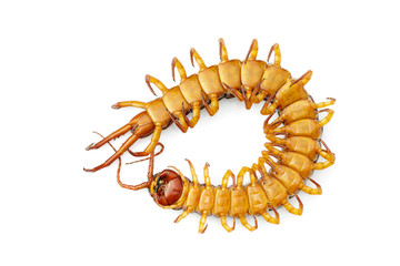Image of dead centipedes or chilopoda isolated on white background. Animal. poisonous animals.