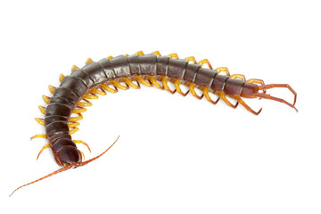 Image of centipedes or chilopoda isolated on white background. Animal. Poisonous animals.