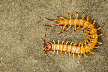 Image of dead centipedes or chilopoda on the ground. Animal. poisonous animals.