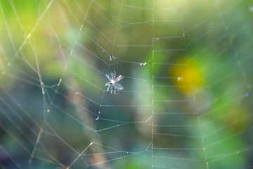 Field flower parachute and little fly in cobweb. Blurred gentle background. Macro.