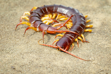 Image of centipedes or chilopoda on the ground. Animal. poisonous animals.