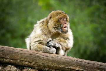 Singe - 14
