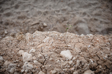 Plant in dried cracked mud. tree growing on cracked ground.