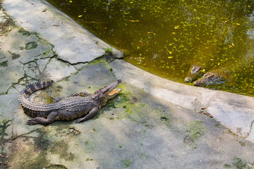 Crocodiles. Alligator. Confrontation crocodiles. An alligator enters the water. Alligators in  view. Crocodiles in the pond. Reptiles . One against two. Bravery.