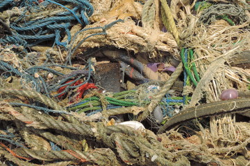 lizard on tree
