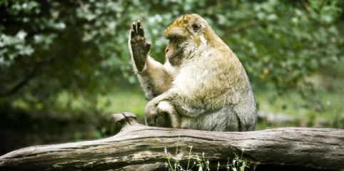 Singe - 9