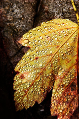 Yellow autumn leaf in drops of moisture. Natural autumn background. close-up.