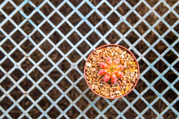 Cactus in flower market