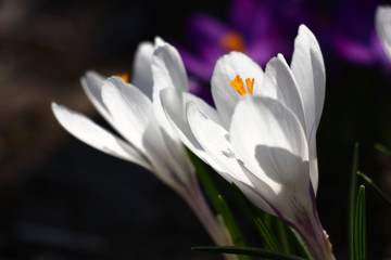 Early spring. Large flowers of crocuses. White petals, bright orange stamens.