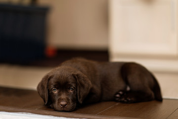 puppy dog breed Labrador chocolate color lies on the parquet floor