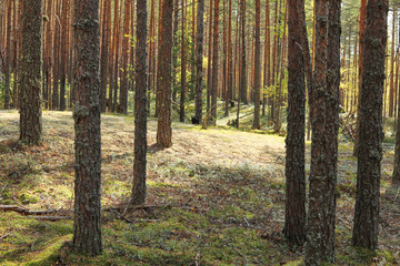 Pine forest in the fall. Rays of the sun illuminate trees and moss