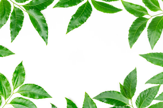 Neem leaf border isolated on white background. Fresh green leaves frame. Azadirachta indica var. siamensis valeton.