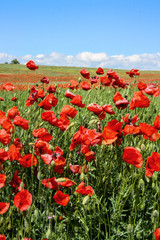 Scenic summer colorful field of poppies