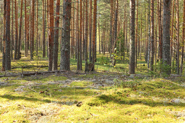 Fototapeta premium Pine forest in the fall. Rays of the sun illuminate trees and moss