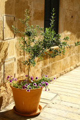 Fototapeta na wymiar Olive tree with blooming patunias