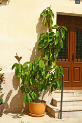 Plants on the street in Alcudia