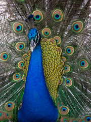 Fototapeta premium peacock up close