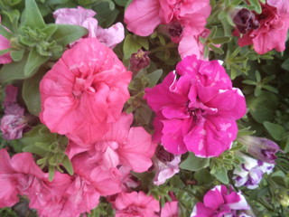 Петунь. Цветы.