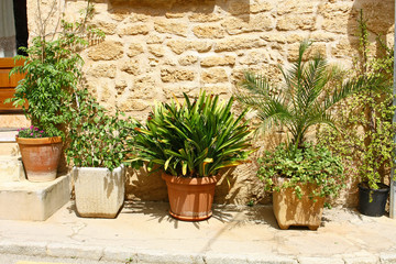 Fototapeta na wymiar Plants in a pot in front of the house