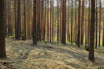 Pine forest in the fall. Rays of the sun illuminate trees and moss