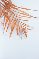 Obraz na płótnie Canvas Tropical dry leaves on white background. Closeup view