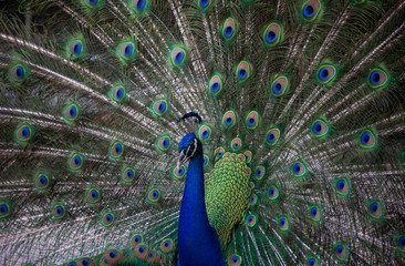 Fototapeta na wymiar peacock up close and in full mating display in Florida