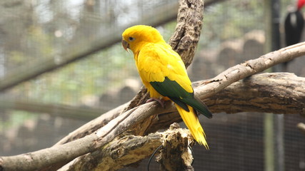 Yellow parrot perched on a branch inside the zoo cage