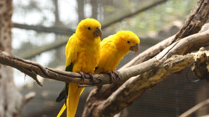 Yellow parrot couple perched on a branch inside the zoo cage