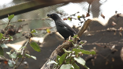 Black bird with long neck perched on a branch in the zoo brazil
