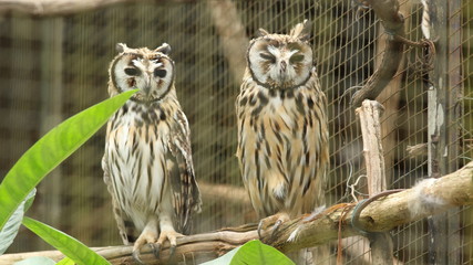 Couple of white owls perched on a branch inside a cage in the zoo