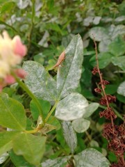 raindrops on leaves