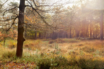 Fototapeta premium Sunlight on trees and grass in the autumn