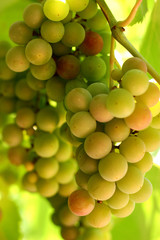 Clusters of green grapes on a vine