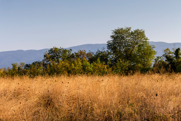 Obraz premium Thickets useful plant (Paliurus spina-christi) in natural habitat