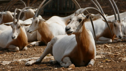 Orice dalle corna imponenti a sciabola