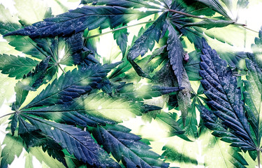 Cannabis marijuana leaves dry on clean glass in blue light