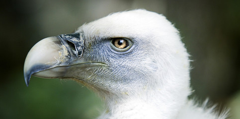 Vautour - portrait - 1