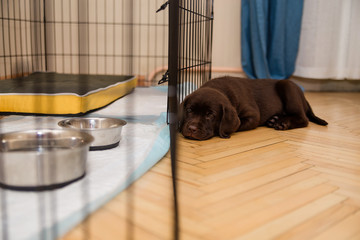 Labrador puppy chocolate color lies on the parquet floor near the cage, steel bowls, remain small dogs