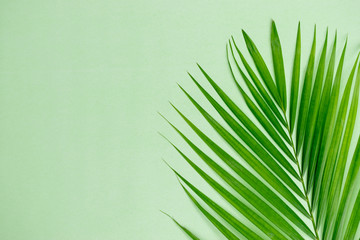 Green leaf palm on pastel green background.