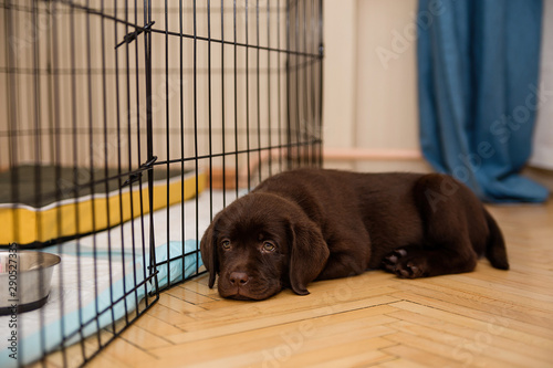 chocolate colored dogs
