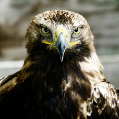 Rapace - 1